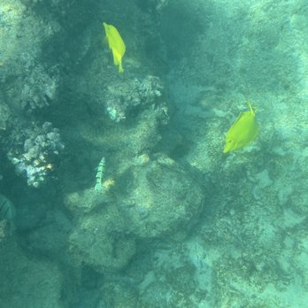 Trilogy Excursions - Snorkeling Near Me - Lahaina, Hawaii Trilogy Excursions - Snorkeling Near Me - Lahaina, Hawaii