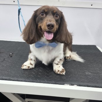 Wow! My dog - Brownie dog - Pet Groomers Near Me