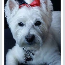 Spicer's Shaggy Dog