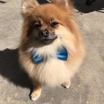 Shampooch Pet Styles - Pet Groomers Near Me - Temecula, California Shampooch Pet Styles - Pet Groomers Near Me - Temecula, California