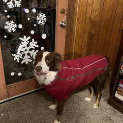 Kibbles On Main - Ruffwear sweater - he loves it!