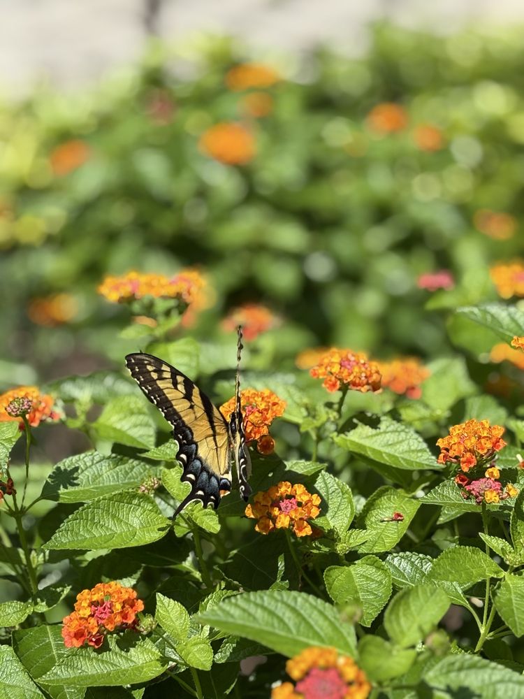 Christian Outdoor Landscape - tree service in Parkville, MD