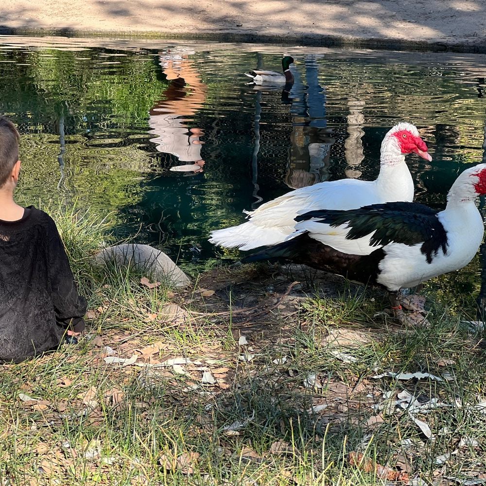 Laguna Lake Park - Geese and ducks are very friendly with visitors - Parks Near Me - Fullerton, California Laguna Lake Park - Geese and ducks are very friendly with visitors - Parks Near Me - Fullerton, California