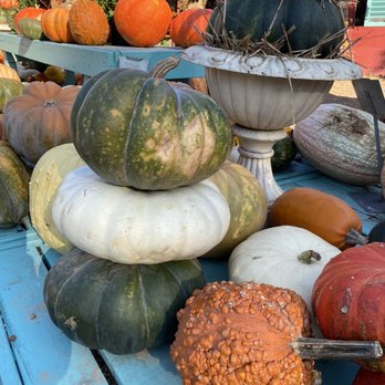 DePaul’s Urban Farm - Many pumpkins of all shapes and sizes. - Christmas Trees Near Me - Vienna, Virginia DePaul’s Urban Farm - Many pumpkins of all shapes and sizes. - Christmas Trees Near Me - Vienna, Virginia