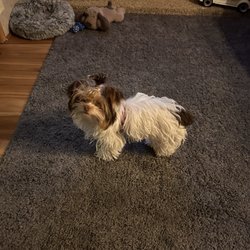 Best Dog Pet Grooming
