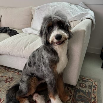 Beautiful Beast ATX - Pet Groomers Near Me Beautiful Beast ATX - Pet Groomers Near Me