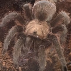 Backyard Wildlife Resource Center - Texas Tan Tarantula