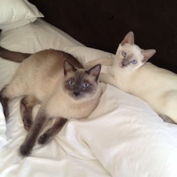 Mary's Crate Escape - Mochi & Masako - Pet Sitting Near Me