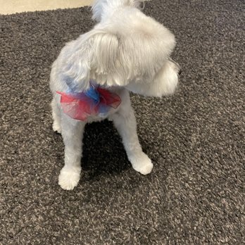 Pup Town Spaw - Nice shiny conditioned fur - Pet Groomers Near Me Pup Town Spaw - Nice shiny conditioned fur - Pet Groomers Near Me