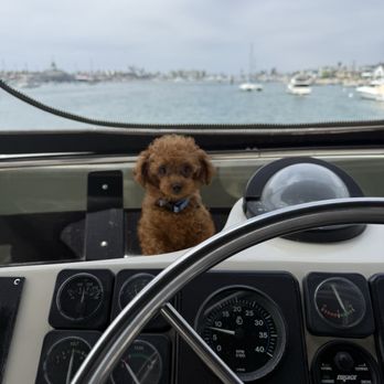 Chloes Teacup Poodles - My Co-captain - Pet Adoption Near Me Chloes Teacup Poodles - My Co-captain - Pet Adoption Near Me