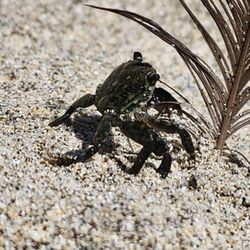Cypress Inn On Miramar Beach - A little friend on the beach. Love how close the beach is to the Inn. Sleeping with real ocean sounds is amazing!