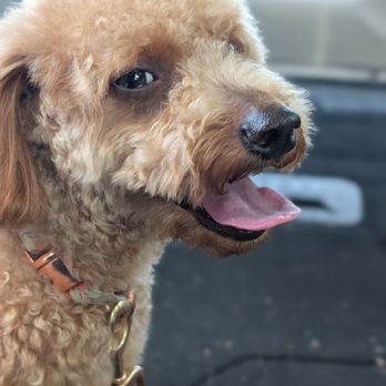 Petco - Pet Training Near Me - Marion, Ohio