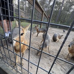 Wild Acres Hands - They had several animals that you could pet and feed