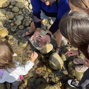 Let's Tidepool - Anshika showing my children an octopus - Tours Near Me