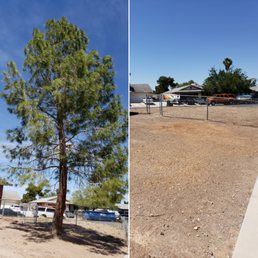 We were sorry to see it go, but it was dying . After Henre Tree Service took care of it, it was like that 30 year old was never there.