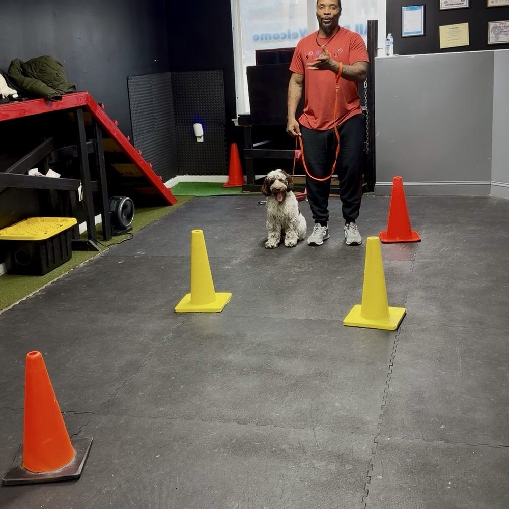 iSpeakDogg - First training sessions. - Pet Training Near Me iSpeakDogg - First training sessions. - Pet Training Near Me