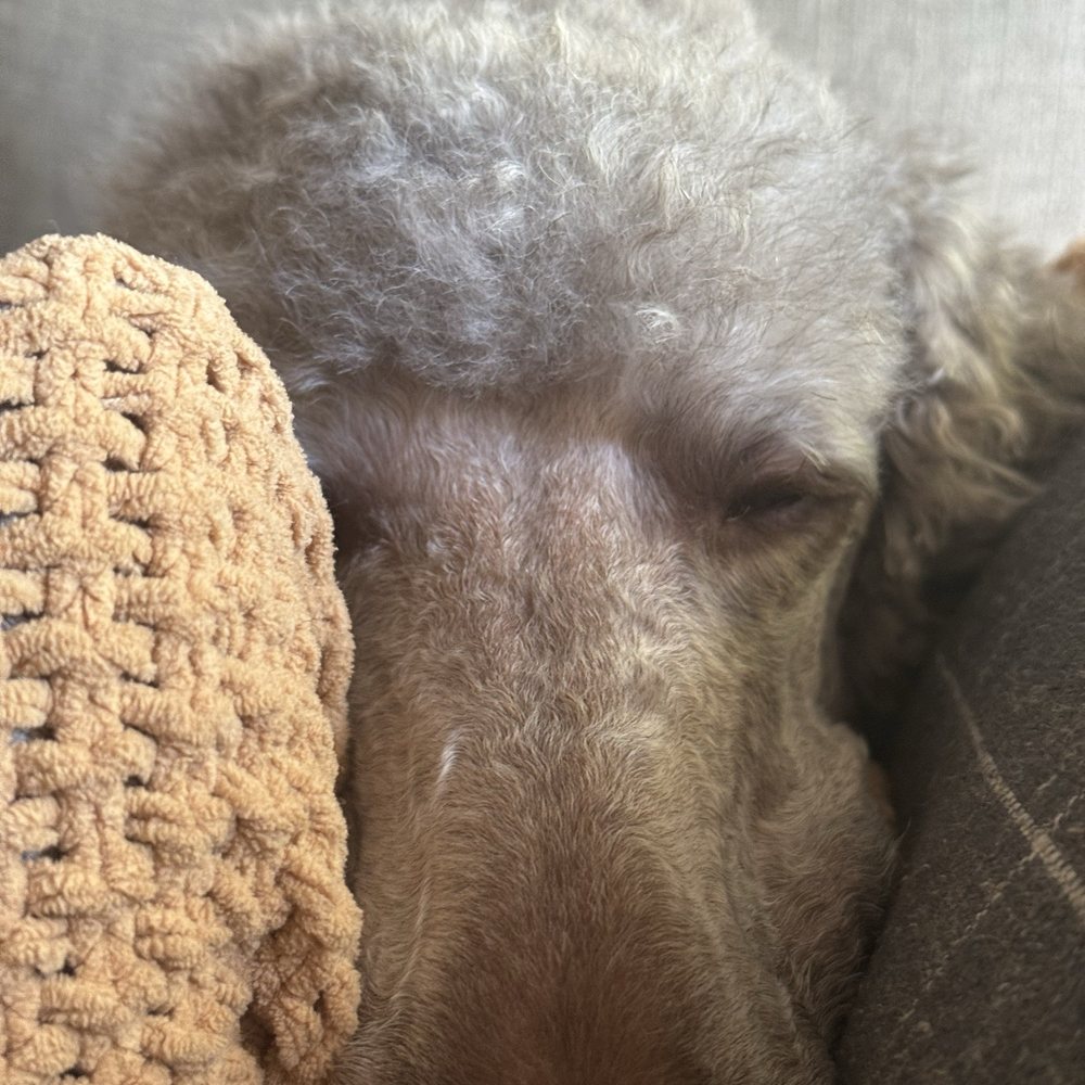 Cali Pets Hotel - She butchered his face and his eyeline isn't even at all!  ‍ Proof is in all my photos.  Enter at your own risk.  You've been warned. - Pet Groomers Near Me - Anaheim, California