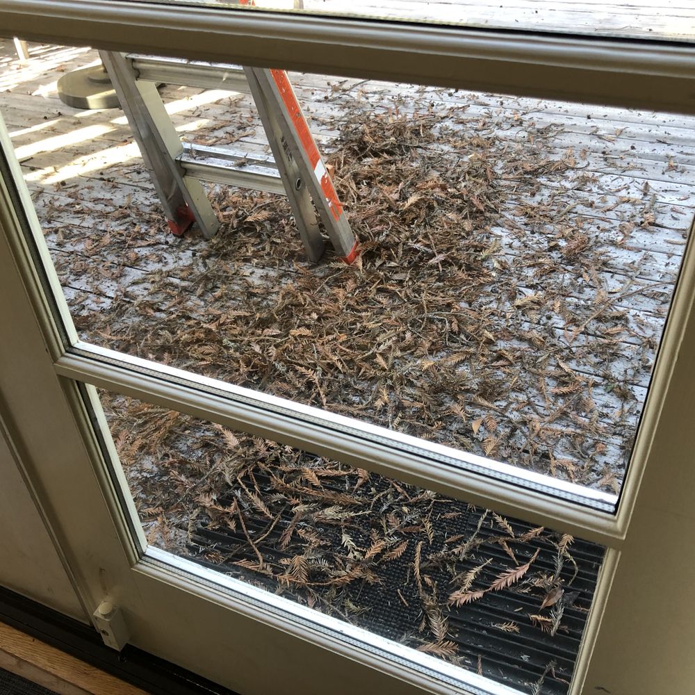 The Clear Solution - one example of what came off of our roof - Window Washing Near Me The Clear Solution - one example of what came off of our roof - Window Washing Near Me
