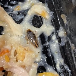 KFC - Roach