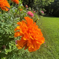 Hunter's Honey Farm - Wildflowers