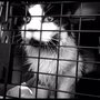 Photo of The Pampurred Cat
