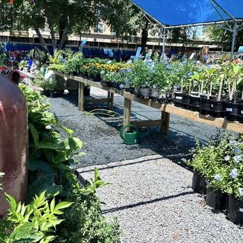 Nelson Water Gardens & Nursery - Blooming Annuals and perennials. - Nurseries & Gardening Near Me - Katy, Texas Nelson Water Gardens & Nursery - Blooming Annuals and perennials. - Nurseries & Gardening Near Me - Katy, Texas