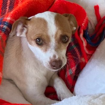 A New Life Charitable Foundation - Pet Adoption Near Me A New Life Charitable Foundation - Pet Adoption Near Me