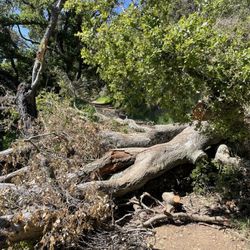 Leona Heights Park - Fallen trees on McDonell trail