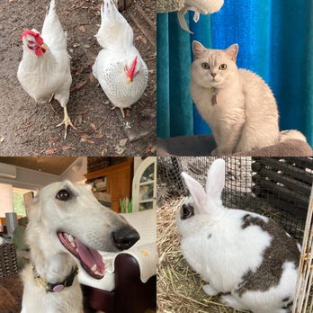 Bay Area Critter Sitters - Pet Sitting Near Me - Soquel, California Bay Area Critter Sitters - Pet Sitting Near Me - Soquel, California