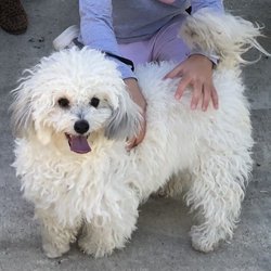 uptown pooch mobile dog groomer - Before