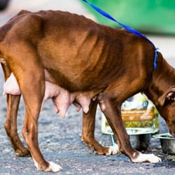 Douglas County Canine Rescue