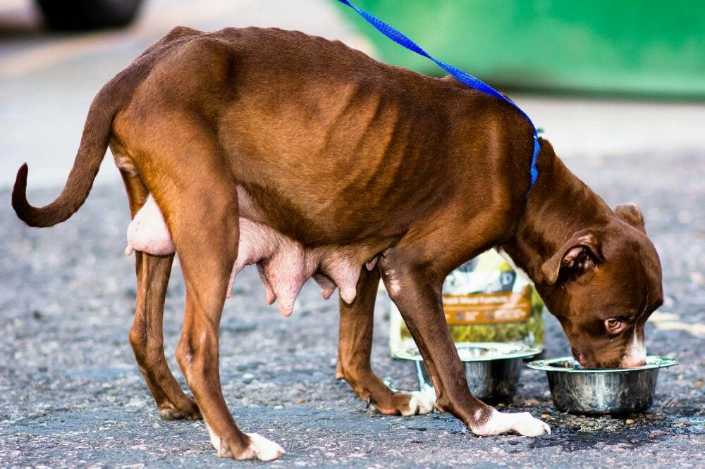Douglas County Canine Rescue Image