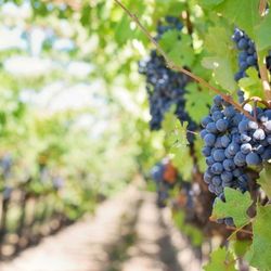 Northern Cross Vineyard