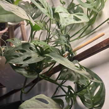 Succulents Box - monstera swiss - Nurseries & Gardening Near Me - Silverado, California Succulents Box - monstera swiss - Nurseries & Gardening Near Me - Silverado, California