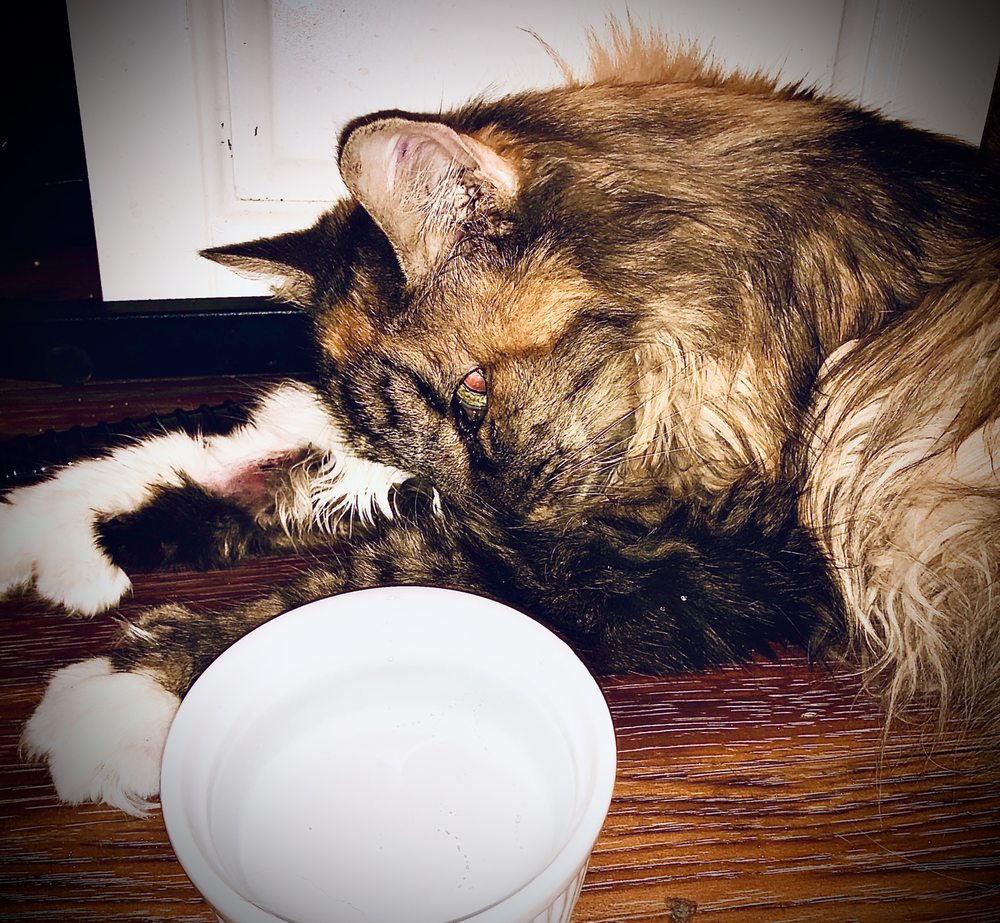 COUNTRY CLUB VETERINARY HOSPITAL Updated September 2024 1959 E