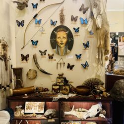 The Insect Asylum