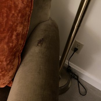 The Michelangelo - Cockroach. - Hotels Near Me - New York, New York The Michelangelo - Cockroach. - Hotels Near Me - New York, New York
