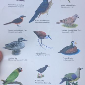 Gorilla Falls Exploration Trail - Bird Spotting Guide. March 2017. - Amusement Parks Near Me - Lake Buena Vista, Florida