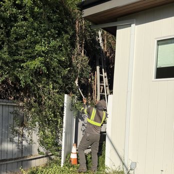 Affordable Tree Care - More shearing - Tree Services Near Me Affordable Tree Care - More shearing - Tree Services Near Me