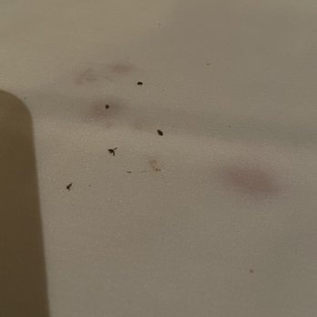 Primavera - 5 Flies in my wine - Italian Near Me - Croton Falls, New York Primavera - 5 Flies in my wine - Italian Near Me - Croton Falls, New York
