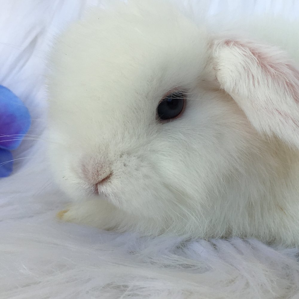 One Stop Lop - Pet Adoption Near Me One Stop Lop - Pet Adoption Near Me