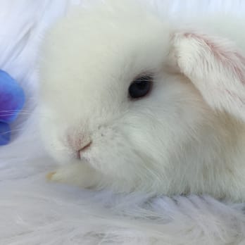 One Stop Lop - Pet Adoption Near Me One Stop Lop - Pet Adoption Near Me