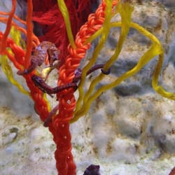 Seahorse World