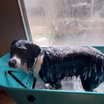 Sundog Spa pet bath - Soapy dog - Pet Groomers Near Me - La Verkin, Utah Sundog Spa pet bath - Soapy dog - Pet Groomers Near Me - La Verkin, Utah