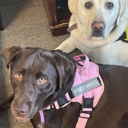 Gateway Academy - Apollo & Athena  Therapy Dogs