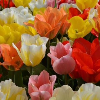 Veldheer's - Gorgeous! - Nurseries & Gardening Near Me - Holland, Michigan