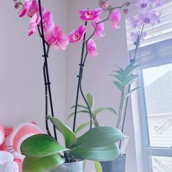 Formosa Orchid Nursery - Phalaenopsis and Dendrobrium