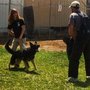 Photo of K9 Training Solutions