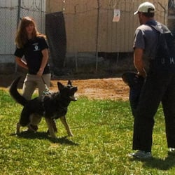 K9 Training Solutions - Schutzhund and Personal Protection Work Available