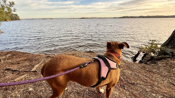 Dreher Island State Park by null